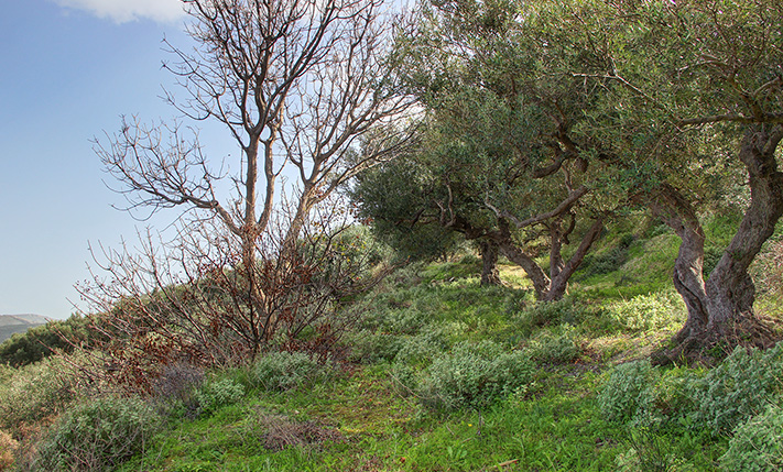 LAND FOR A HOUSE WITH UNOBSTRUCTED SEA VIEWS