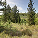 PLS1009 - image 1