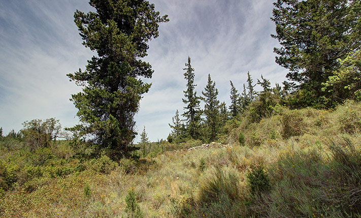 PERFECTLY SECLUDED AMONG THE CYPRESS TREES