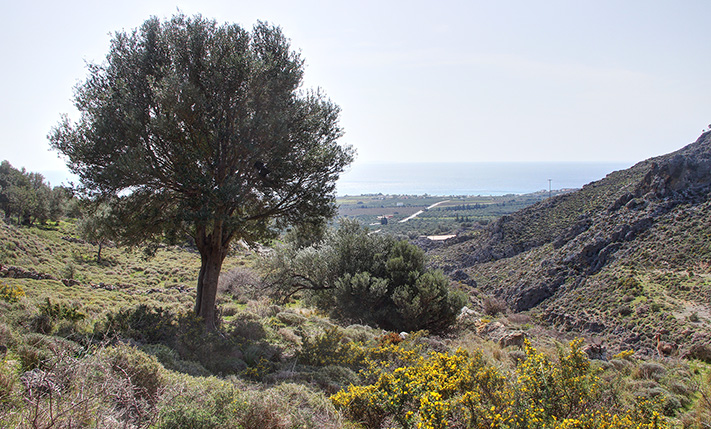 ΠΟΛΥΤΕΛΗΣ ΕΚΤΑΣΗ ΣΤΟ ΑΓΡΙΟ ΚΡΗΤΙΚΟ ΤΟΠΙΟ