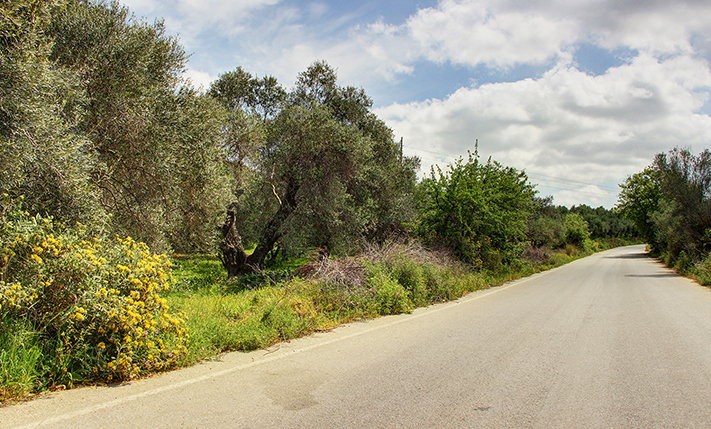 ΜΕ ΩΡΙΜΑ ΕΛΑΙΟΔΕΝΤΡΑ ΚΟΝΤΑ ΣΤΟΝ ΣΤΥΛΟ