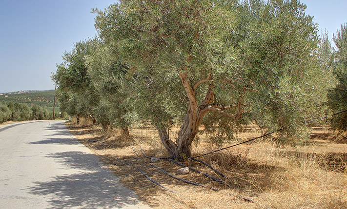 NEAR KOLYMBARI WITH EXCEPTIONAL VIEWS