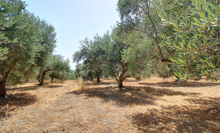 ΚΟΝΤΑ ΣΤΟΝ ΚΟΜΒΟ ΚΟΛΥΜΒΑΡΙΟΥ ΜΕ ΘΕΑ