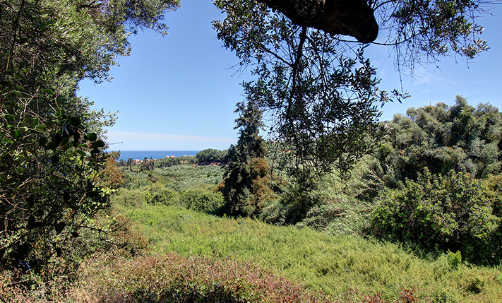 AN ORANGE GROVE WITH SEA & VALLEY VIEWS