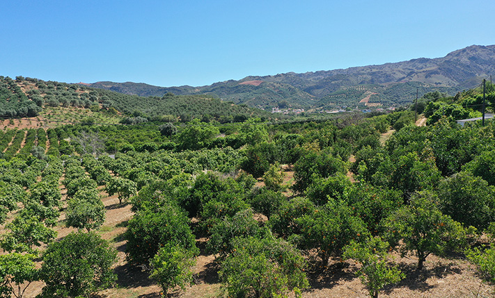 ΑΚΙΝΗΤΟ ΜΕ ΠΟΡΤΟΚΑΛΙΕΣ ΕΞΩ ΑΠΟ ΤΟΝ ΑΛΙΚΙΑΝΟ