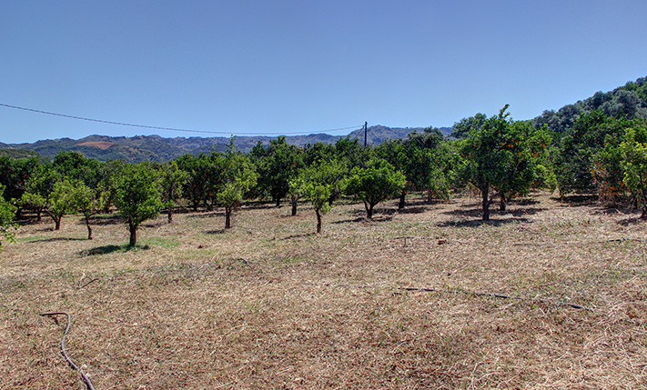 ΑΚΙΝΗΤΟ ΜΕ ΠΟΡΤΟΚΑΛΙΕΣ ΕΞΩ ΑΠΟ ΤΟΝ ΑΛΙΚΙΑΝΟ