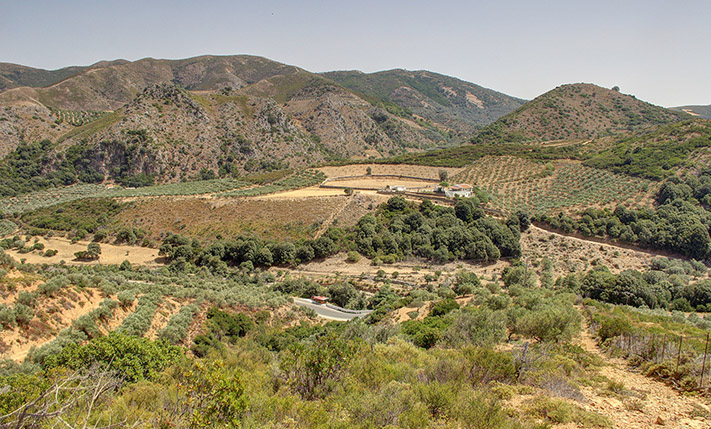 PARCEL WITH OLIVE TREES AND EASY ACCESS