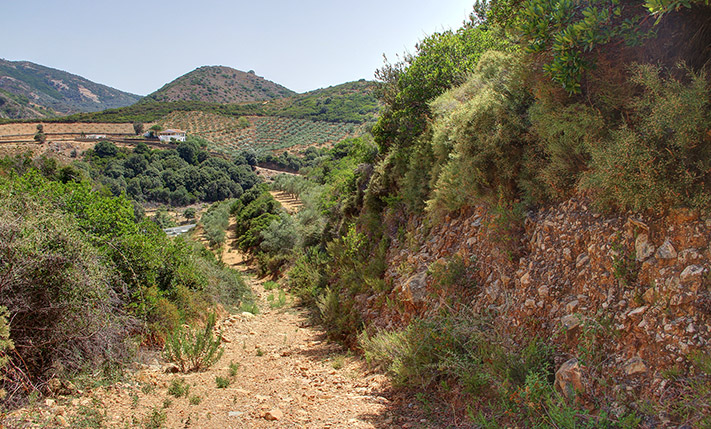ΕΚΤΑΣΗ ΜΕ ΕΛΑΙΟΔΕΝΤΡΑ & ΕΥΚΟΛΗ ΠΡΟΣΒΑΣΗ