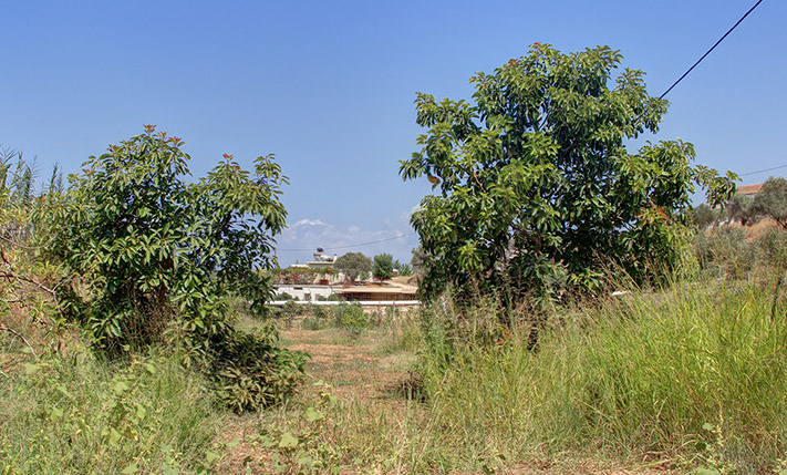 ΜΕ ΠΗΓΑΔΙ & ΔΙΑΦΟΡΑ ΔΕΝΤΡΑ ΚΟΝΤΑ ΣΤΗΝ ΠΟΛΗ