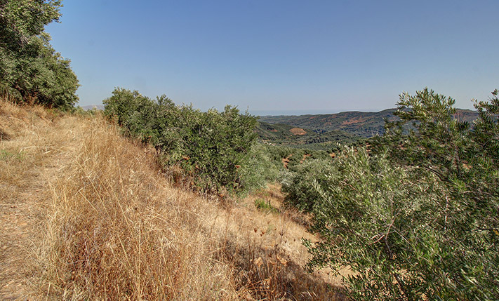 ΑΓΡΟΤΙΚΗ ΕΚΤΑΣΗ ΜΕ ΕΛΑΙΟΔΕΝΤΡΑ