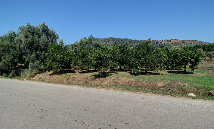 AN ORANGE GROVE CLOSE TO AGIA LAKE & PARK