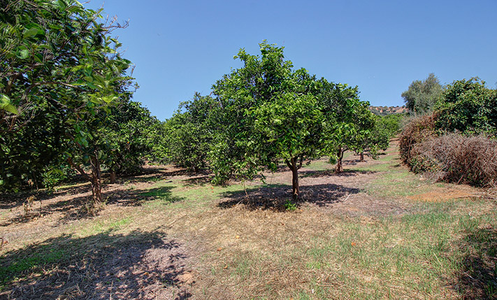 ΕΝΑΣ ΟΠΩΡΩΝΑΣ ΚΟΝΤΑ ΣΤΗ ΛΙΜΝΗ ΤΗΣ ΑΓΙΑΣ