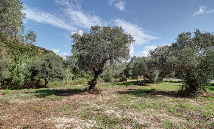 CORNER PLOT ON THE WAY TO PALAIOCHORA