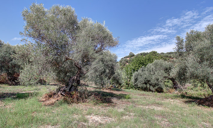 CORNER PLOT ON THE WAY TO PALAIOCHORA