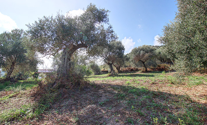 CORNER PLOT ON THE WAY TO PALAIOCHORA