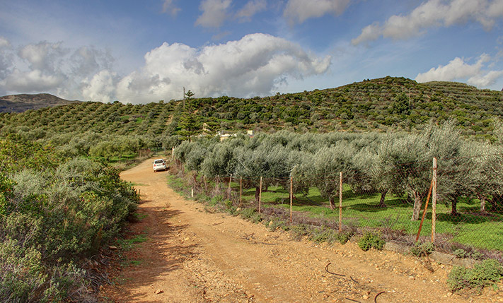 ΕΚΤΑΣΗ ΜΕ 2600 ΕΛΑΙΟΔΕΝΤΡΑ & ΠΑΛΑΙΑ ΚΑΤΟΙΚΙΑ