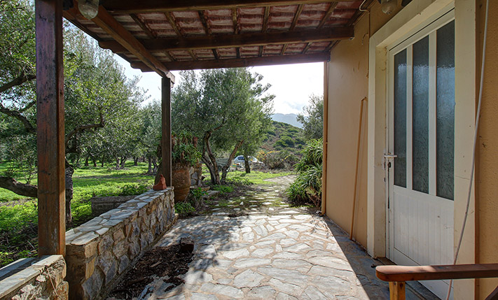 OLIVE GROVE WITH AN UNCONVERTED HOUSE