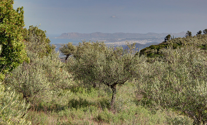 OLIVE GROVE WITH AN UNCONVERTED HOUSE