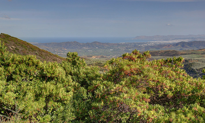 OLIVE GROVE WITH AN UNCONVERTED HOUSE
