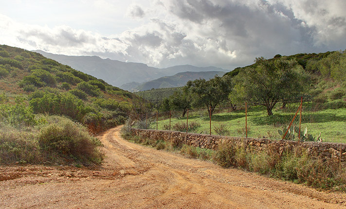 OLIVE GROVE WITH AN UNCONVERTED HOUSE
