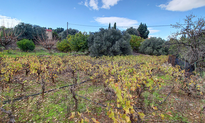 A VINEYARD WITH NICE SEA VIEWS
