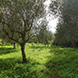 PLS1240 - image 12 PLS1240 - image 12