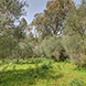 PLS1240 - image 4 PLS1240 - image 4