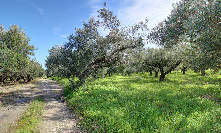 A PLOT HIDDEN AMIDST THE OLIVE GROVES