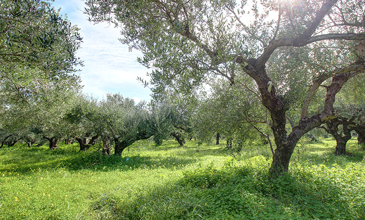 A PLOT HIDDEN AMIDST THE OLIVE GROVES