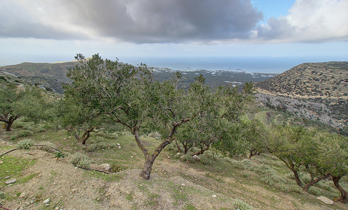 AN OLIVE GROVE WITH VIEWS OVER FALASARNA