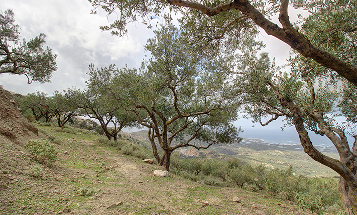 EIN OLIVENHAIN MIT BLICK ÜBER FALASARNA