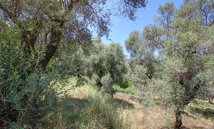 NEAR KANDANOS ON THE WAY TO PALAIOCHORA