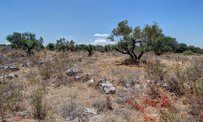 4 KM ΑΠΟ ΤΟ ΑΕΡΟΔΡΟΜΙΟ ΓΙΑ ΟΙΚΙΑ ΜΕΣΑ ΣΕ ΕΛΑΙΩΝΑ