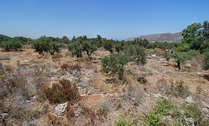 4 KM ΑΠΟ ΤΟ ΑΕΡΟΔΡΟΜΙΟ ΓΙΑ ΟΙΚΙΑ ΜΕΣΑ ΣΕ ΕΛΑΙΩΝΑ