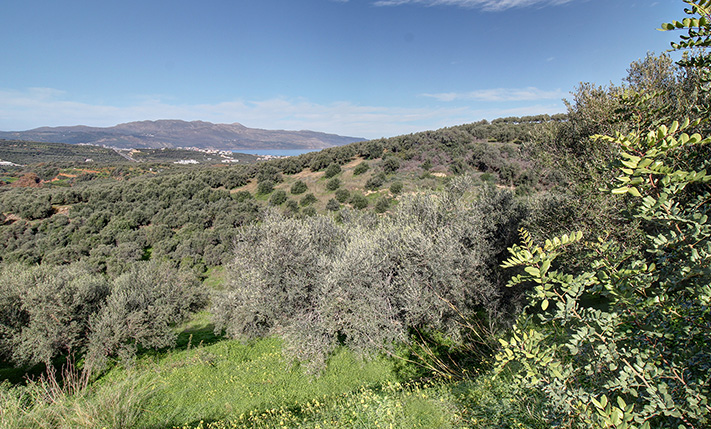 ΕΠΙΚΛΙΝΗΣ ΒΟΡΕΙΟΔΥΤΙΚΗ ΕΚΤΑΣΗ ΜΕ ΕΛΙΕΣ