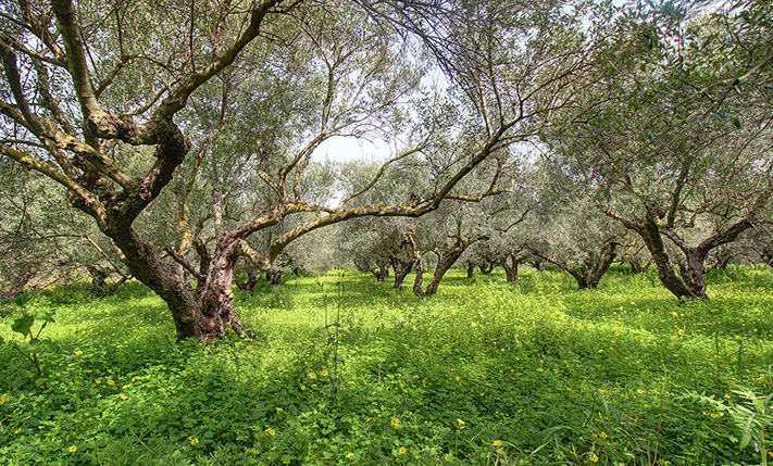 ΕΛΑΙΩΝΑΣ & ΠΟΡΤΟΚΑΛΕΩΝΑΣ ΜΕ ΑΔΕΙΑ ΚΑΙ ΘΕΑ