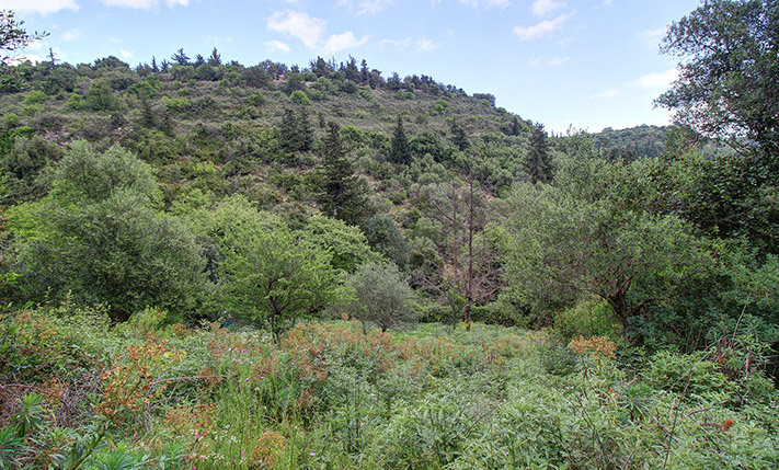 ΔΑΣΟΣ ΜΕ ΚΥΠΑΡΙΣΣΙΑ & ΚΑΠΟΙΑ ΕΛΑΙΟΔΕΝΤΡΑ