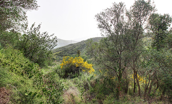 ΟΙΚΟΝΟΜΙΚΟ ΑΓΡΟΤΕΜΑΧΙΟ ΜΕ 8 ΕΛΑΙΟΔΕΝΤΡΑ