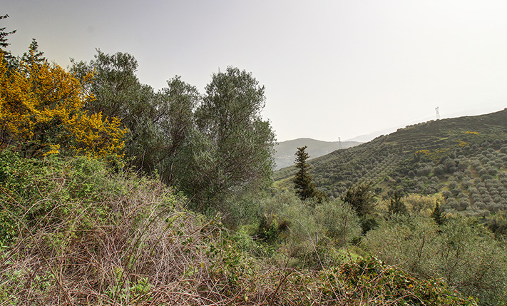 ΟΙΚΟΝΟΜΙΚΟ ΑΓΡΟΤΕΜΑΧΙΟ ΜΕ 8 ΕΛΑΙΟΔΕΝΤΡΑ