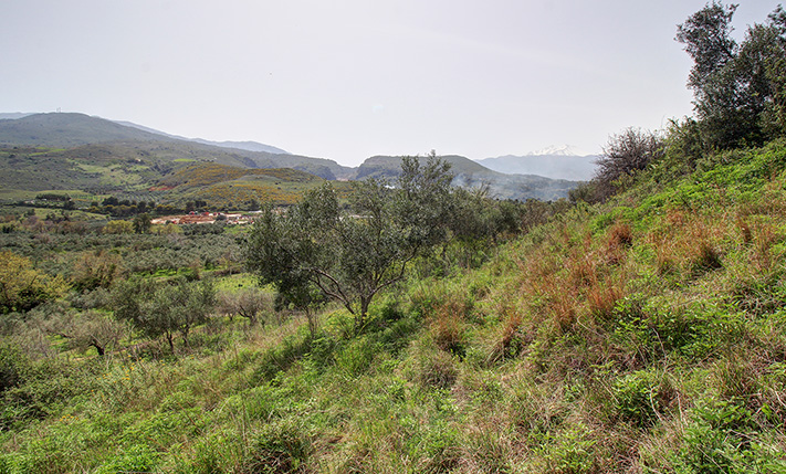2 ΠΕΡΙΦΡΑΓΜΕΝΑ ΑΓΡΟΤΕΜΑΧΙΑ ΜΕ ΕΛΙΕΣ