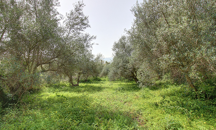 2 FENCED FARM PLOTS WITH OLIVE TREES