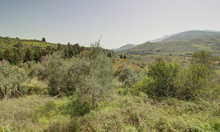 2 FENCED FARM PLOTS WITH OLIVE TREES