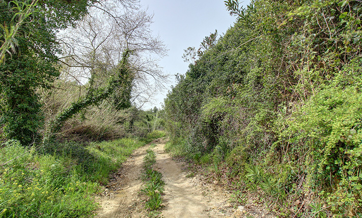 50 PRODUCTIVE OLIVE TREES AMIDST NATURE