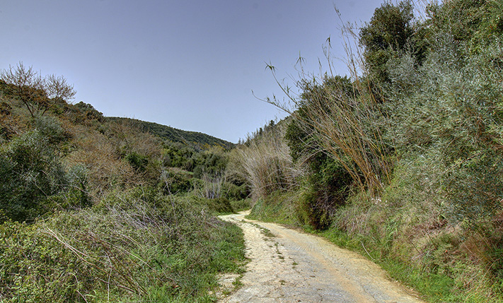 50 PRODUCTIVE OLIVE TREES AMIDST NATURE