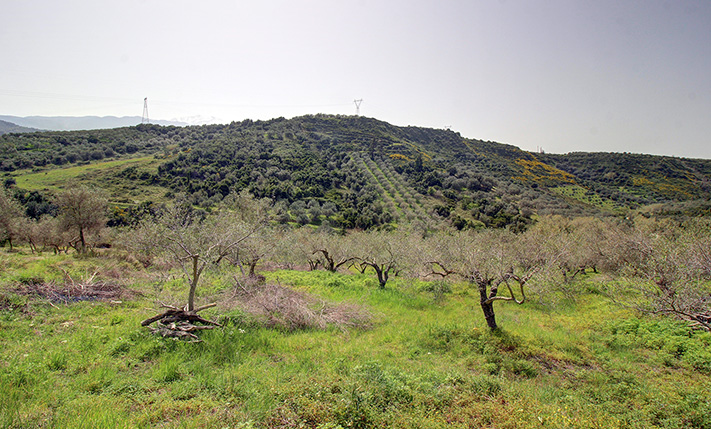 50 PRODUCTIVE OLIVE TREES AMIDST NATURE