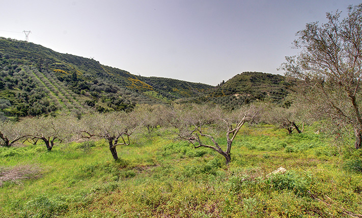 50 ΠΑΡΑΓΩΓΙΚΑ ΕΛΑΙΟΔΕΝΤΡΑ ΣΤΗΝ ΕΞΟΧΗ