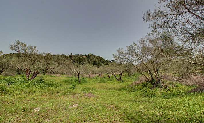 50 ΠΑΡΑΓΩΓΙΚΑ ΕΛΑΙΟΔΕΝΤΡΑ ΣΤΗΝ ΕΞΟΧΗ