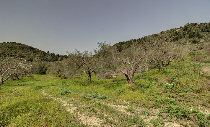50 PRODUCTIVE OLIVE TREES AMIDST NATURE