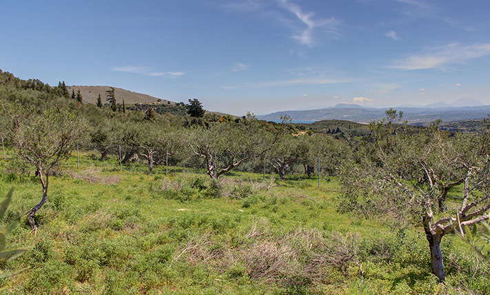 ΟΙΚΟΔΟΜΗΣΙΜΗ ΑΓΡΟΤΙΚΗ ΓΗ ΜΕ 80 ΕΛΑΙΟΔΕΝΤΡΑ