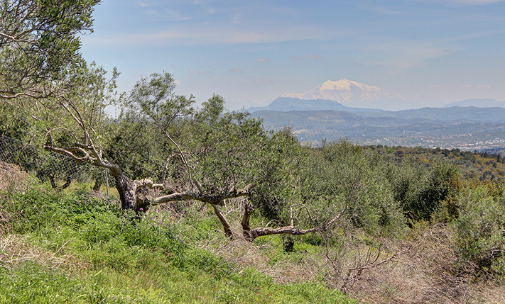 BUILDABLE FARM LAND WITH 80 OLIVE TREES